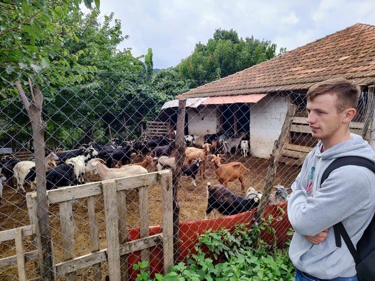 Chlopiec przyglada się kozom zamknietym w zastawieniu.