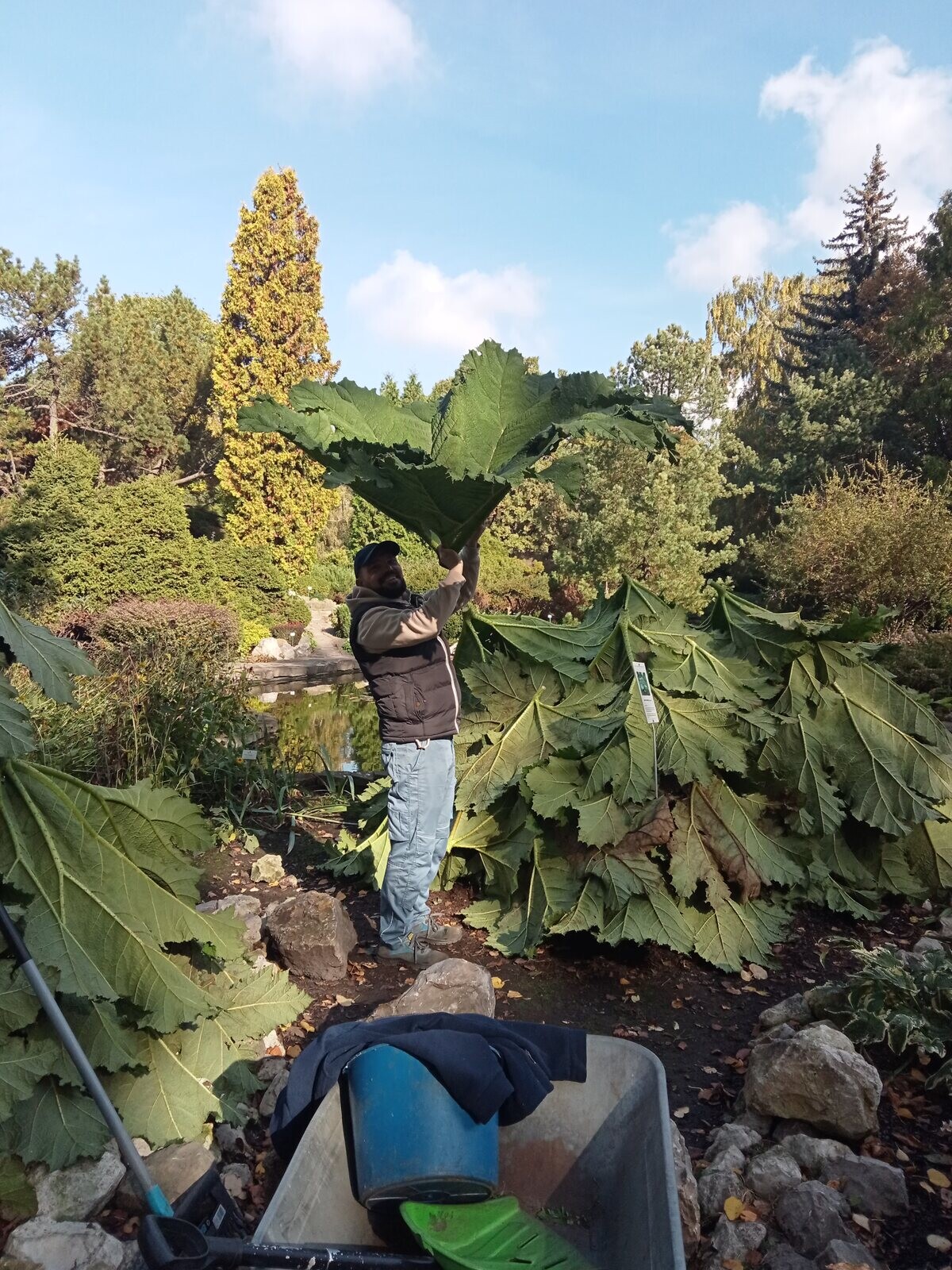 Mężczyzna trzyma w dłoni ogromny liść, wokół niego sa podobne liście, jest to pracownik Krakowskiego Ogrodu Botanicznego.