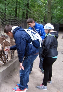 Ogród zoologiczny to doskonałe miejsce do organizowania wycieczek dydaktycznych, bowiem w jednym miejscu integrować możemy treści kształcenia z wszystkich zajęć edukacyjnych. Dlatego też, nie przypadkowo pojechaliśmy do zoo w środę... (czytaj więcej) 1